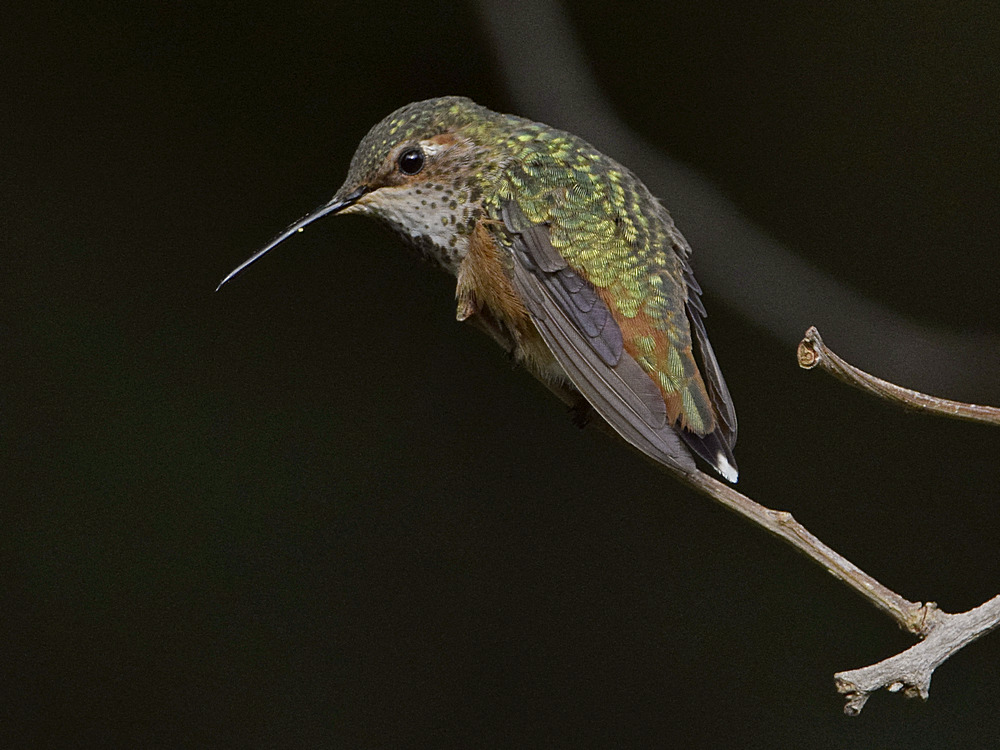 Hummer6.jpg