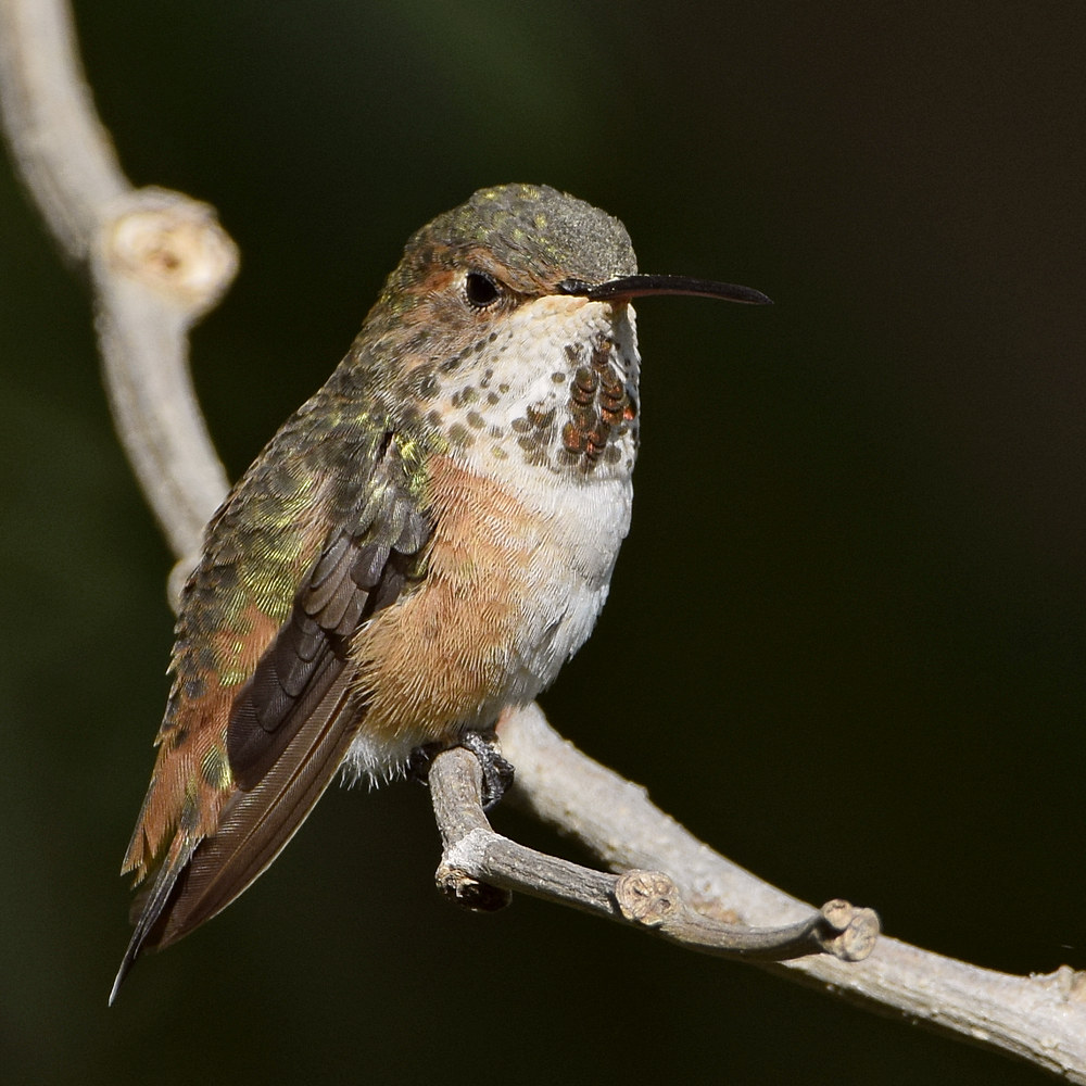 Hummer6.jpg