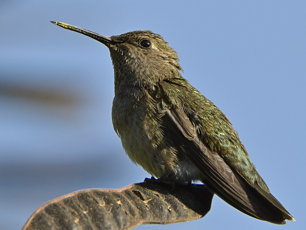 Hummer6.jpg