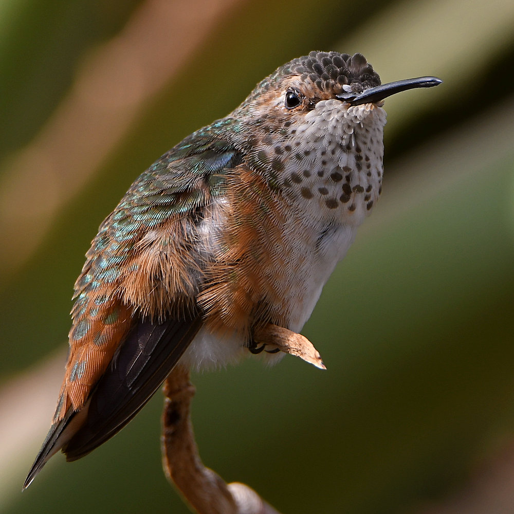 Hummer6.jpg