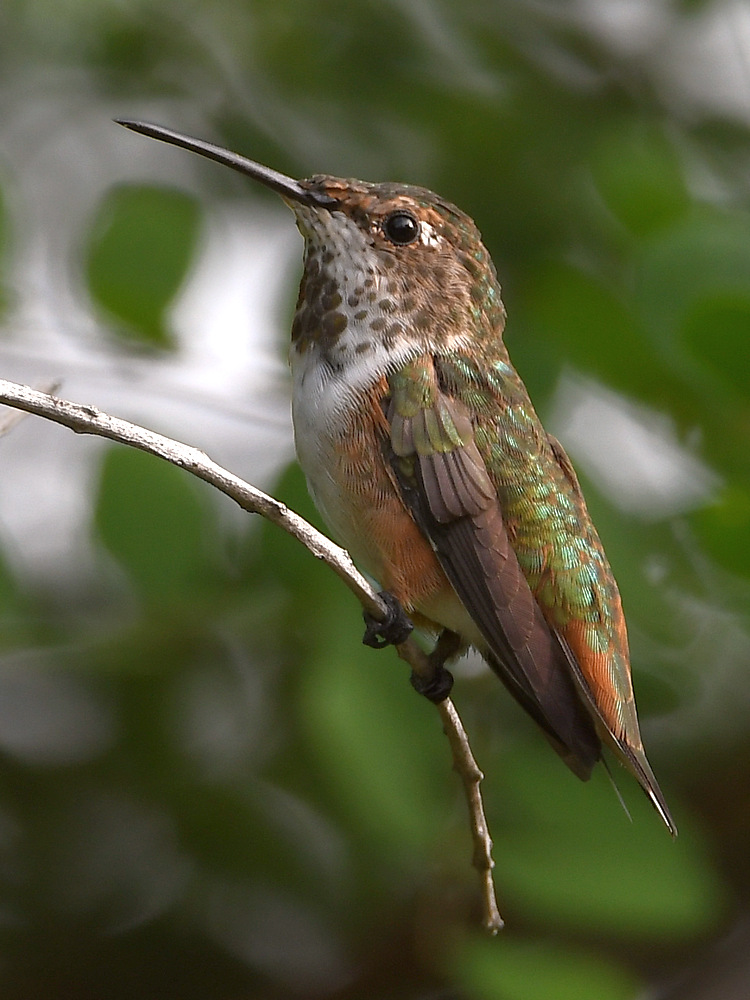 Hummer6.jpg