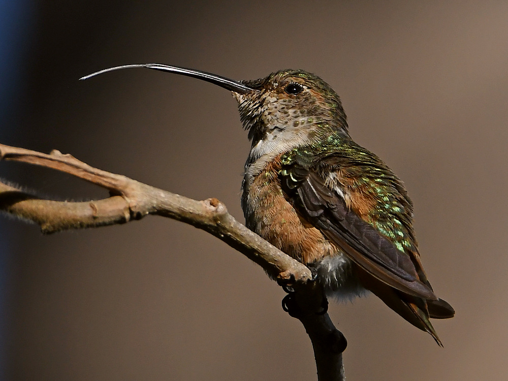 Hummer6.jpg