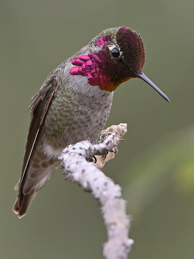 Hummer6.jpg