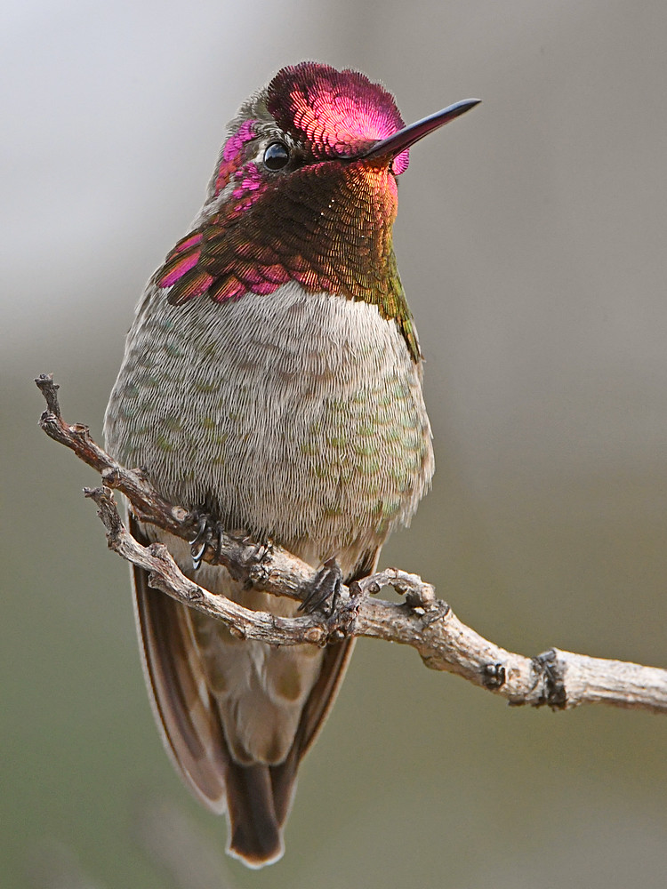 Hummer6.jpg