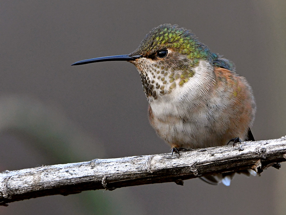 Hummer6.jpg