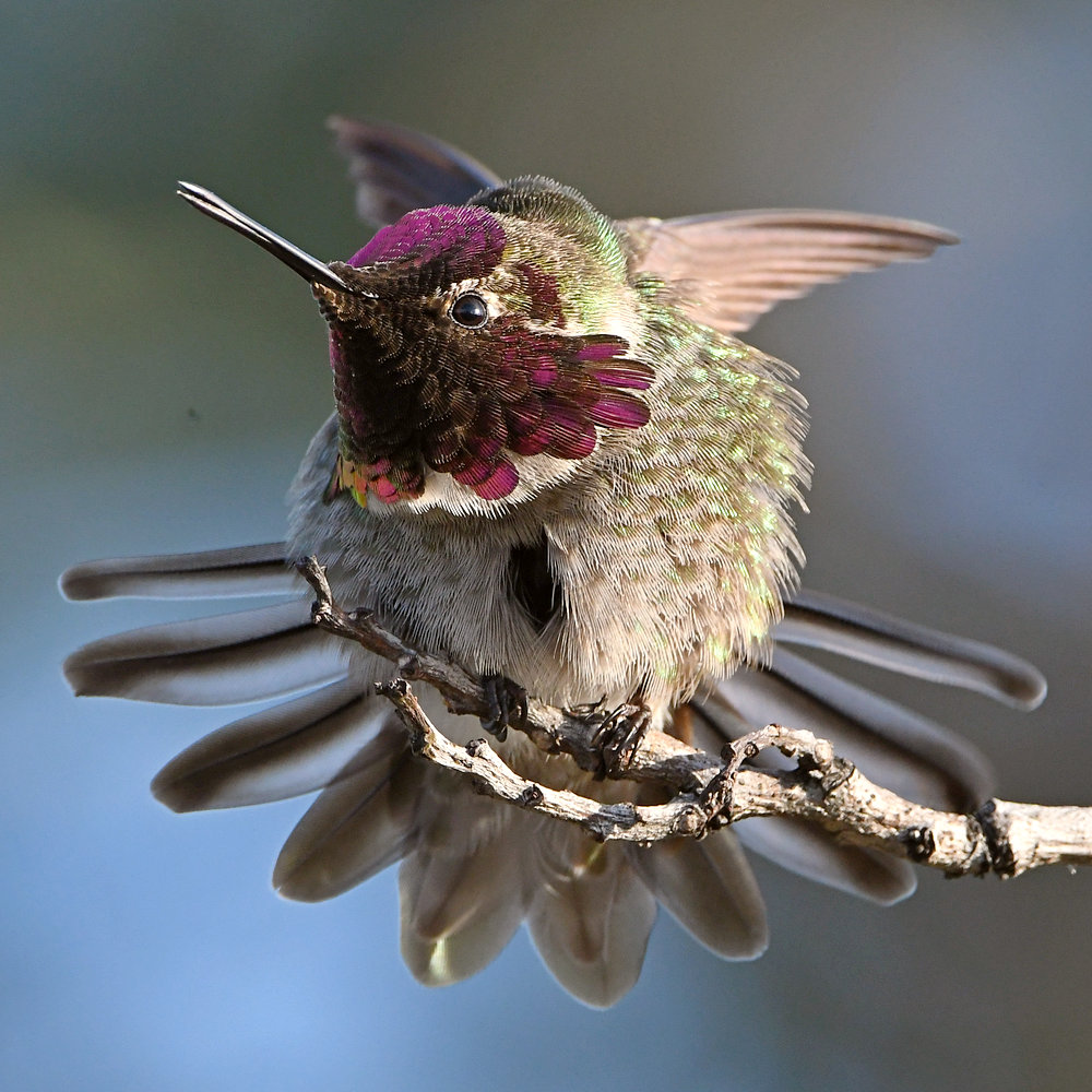 Hummer6.jpg