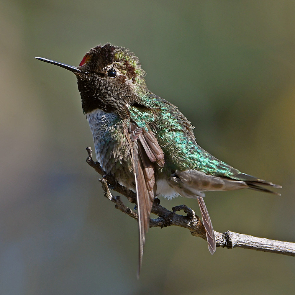 Hummer6.jpg
