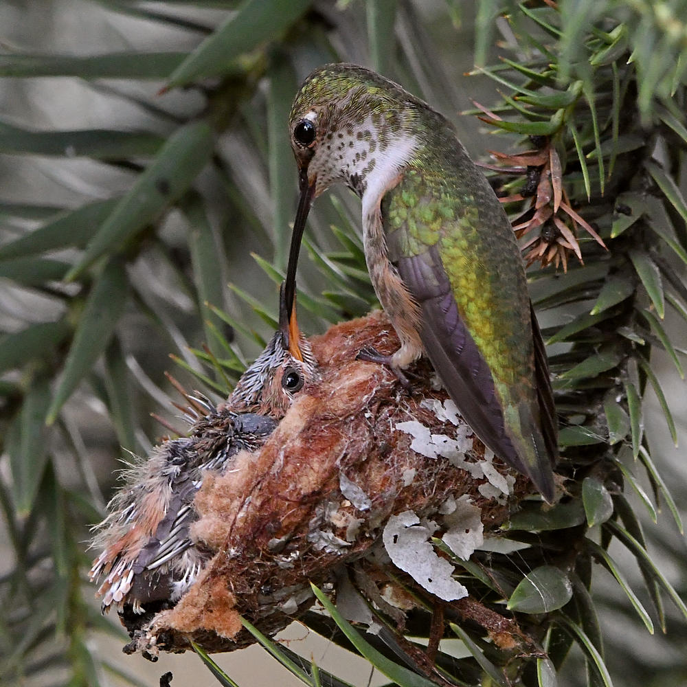 Hummer6.jpg