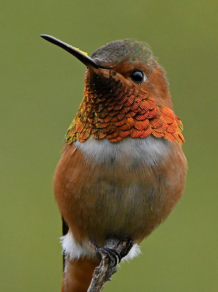 Hummer6.jpg