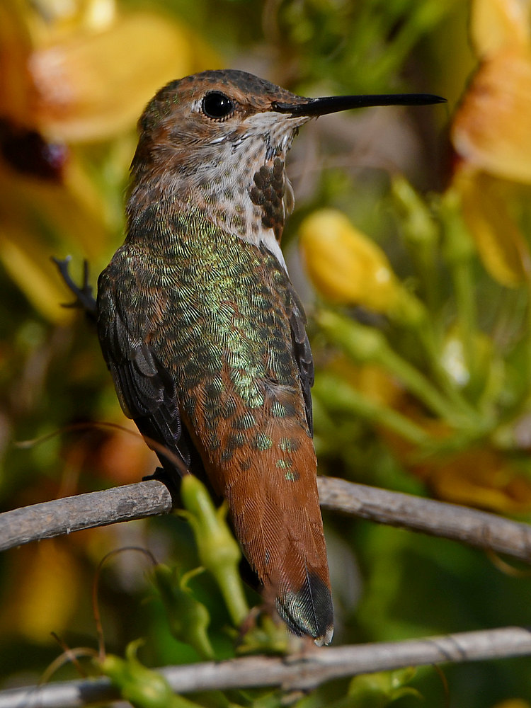 Hummer6.jpg