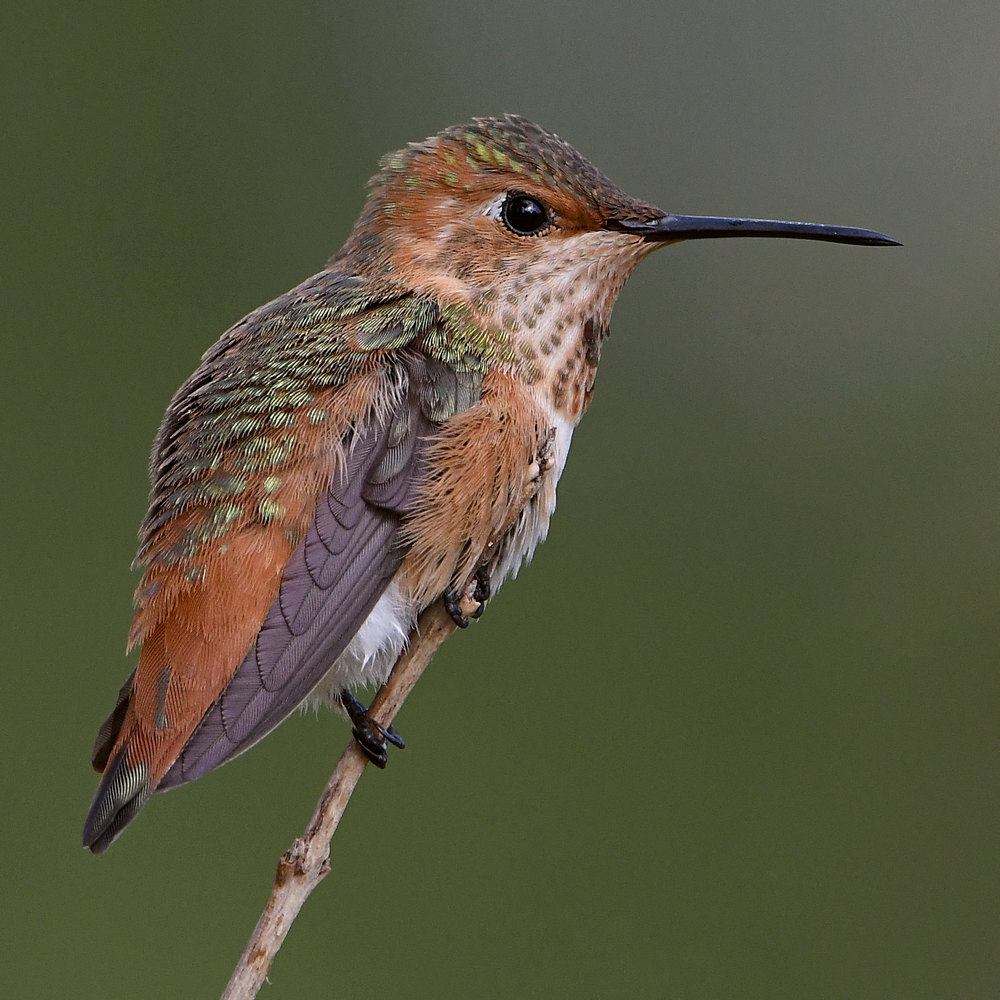Hummer6.jpg