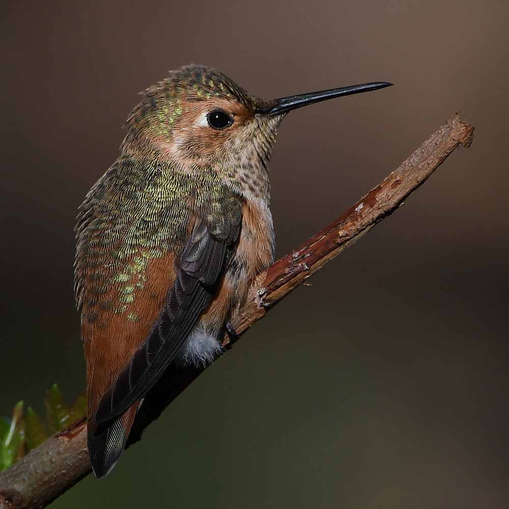 Hummer6.jpg