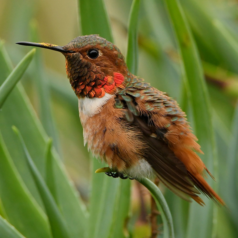 Hummer6.jpg