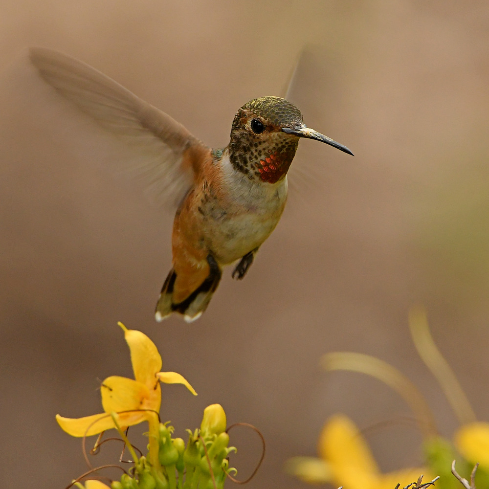 Hummer6.jpg