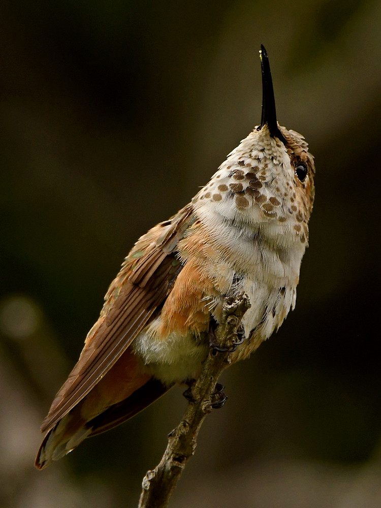 Hummer6.jpg