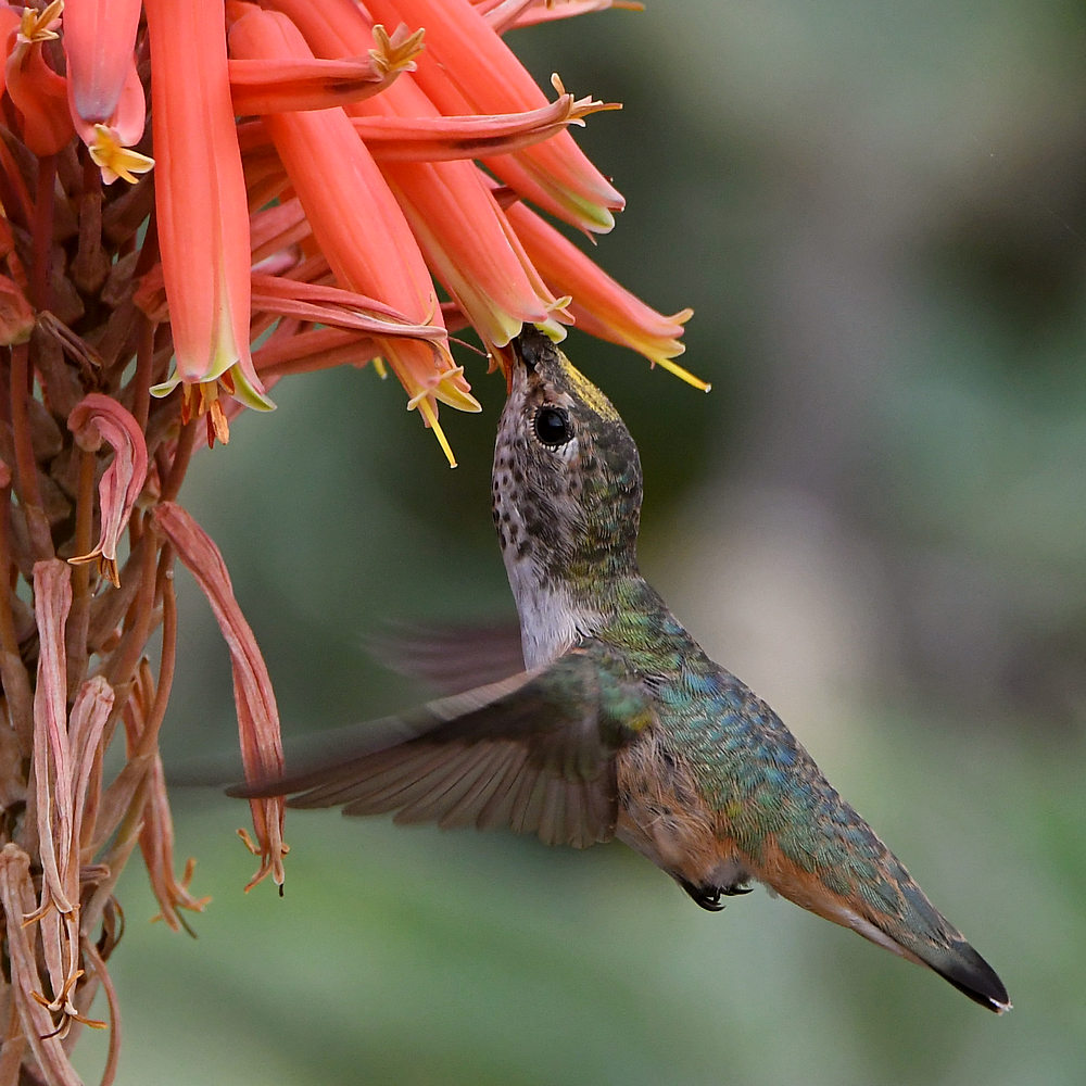 Hummer6.jpg