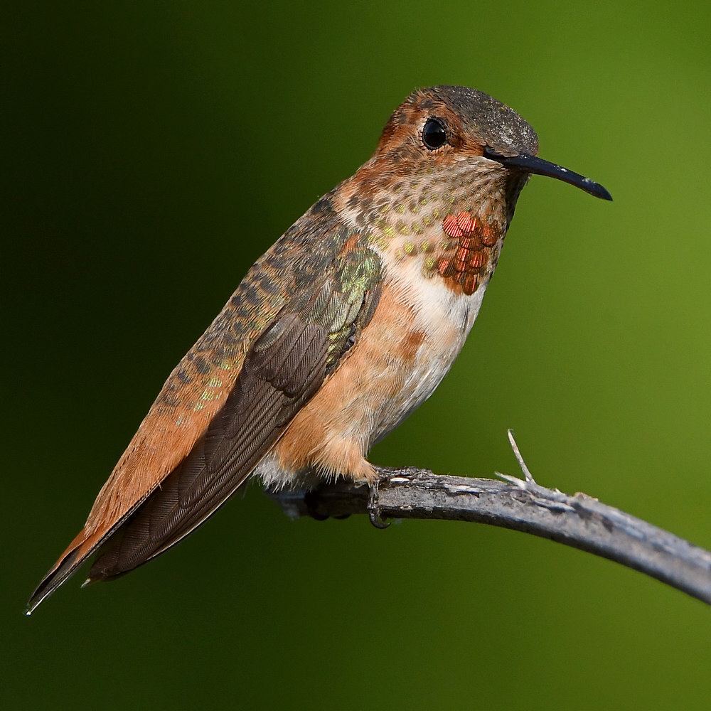 Hummer6.jpg