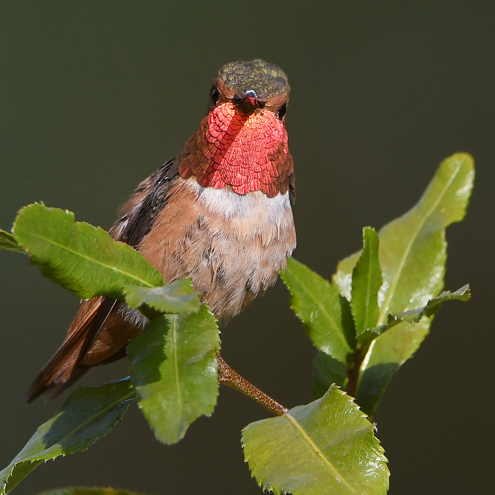 Hummer6.jpg