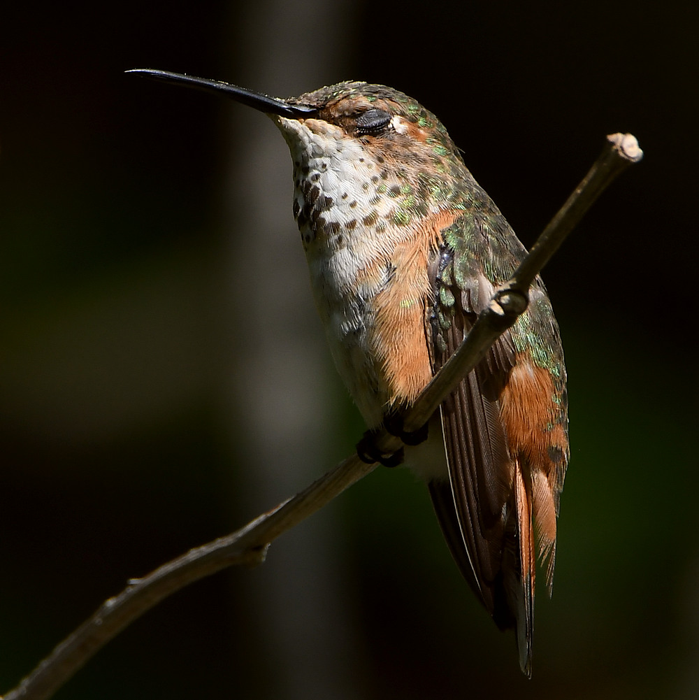 Hummer6.jpg