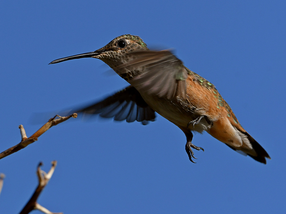 Hummer6.jpg
