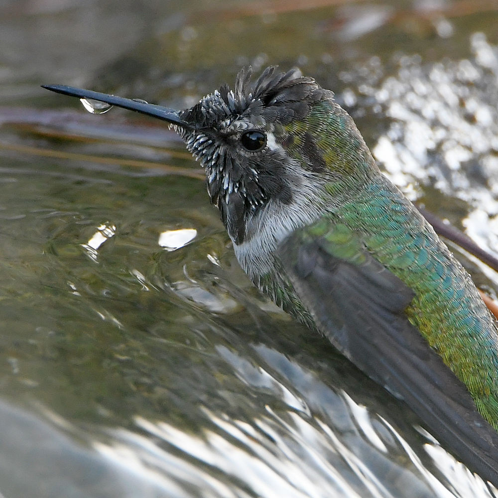 Hummer6.jpg