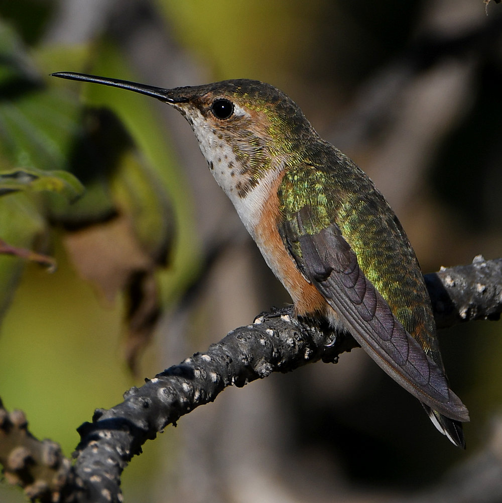 Hummer6.jpg