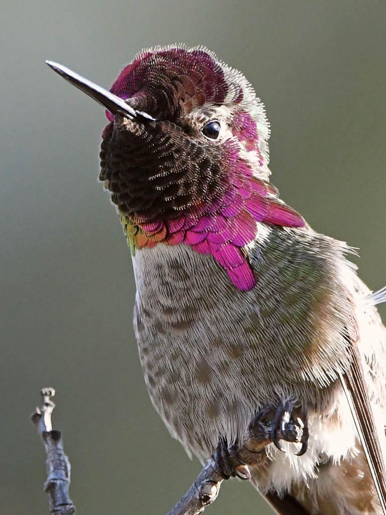 Hummer6.jpg