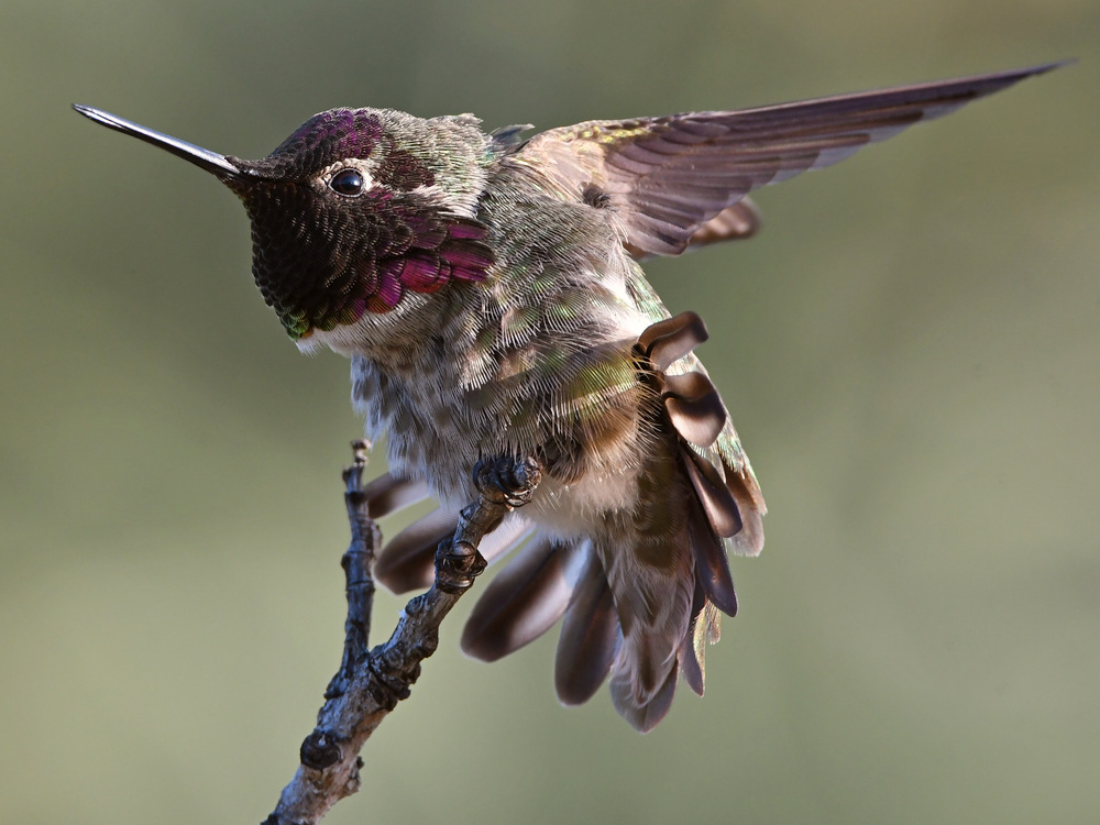 Hummer6.jpg