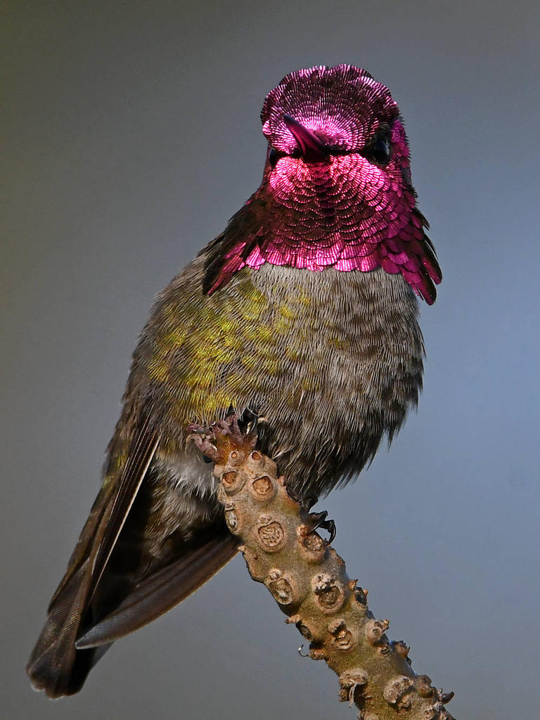 Hummer6.jpg