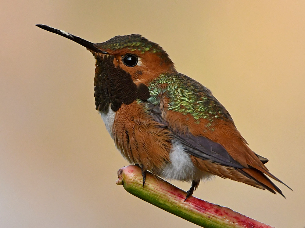 Hummer6.jpg