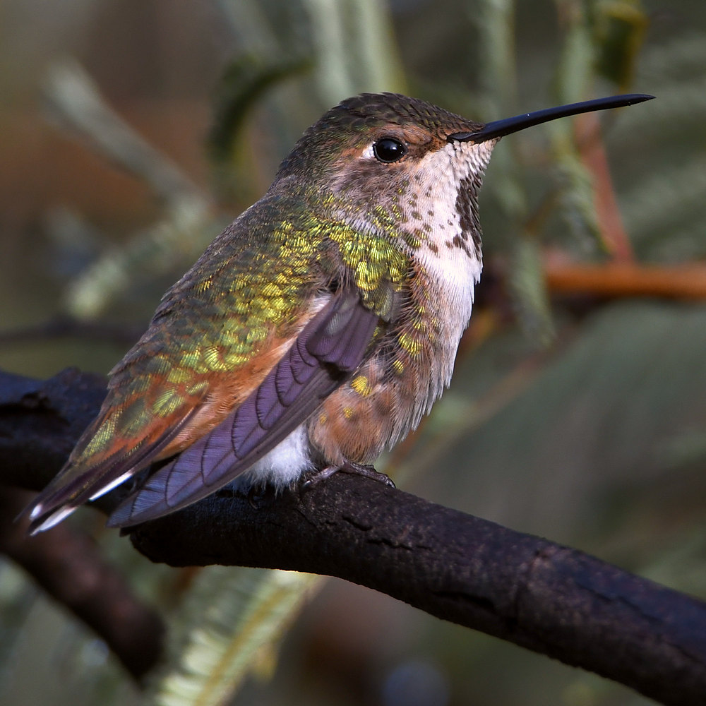 Hummer6.jpg