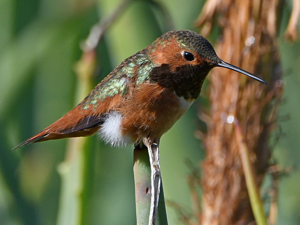 Hummer6.jpg