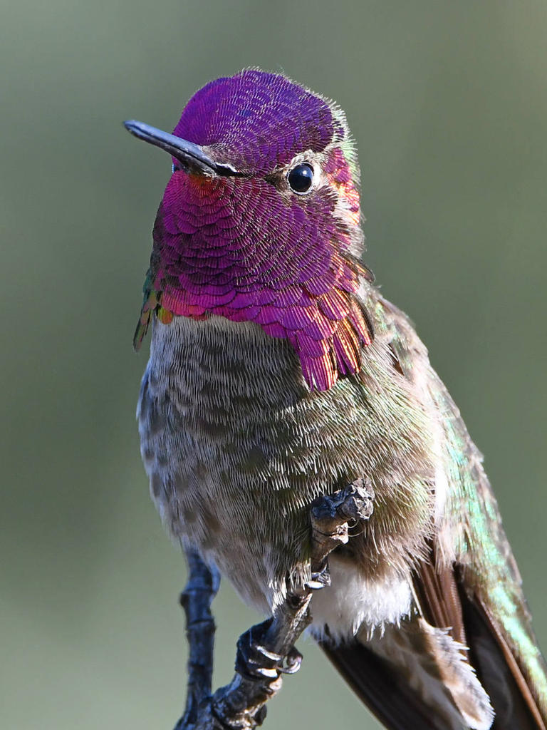 Hummer6.jpg