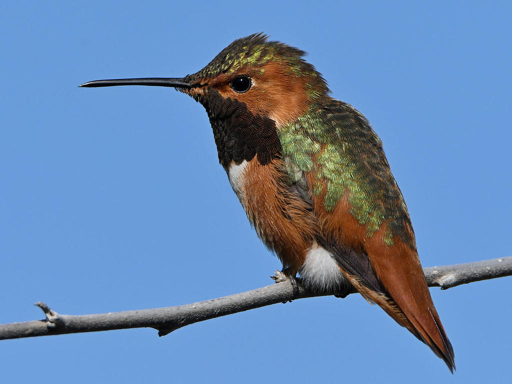 Hummer6.jpg