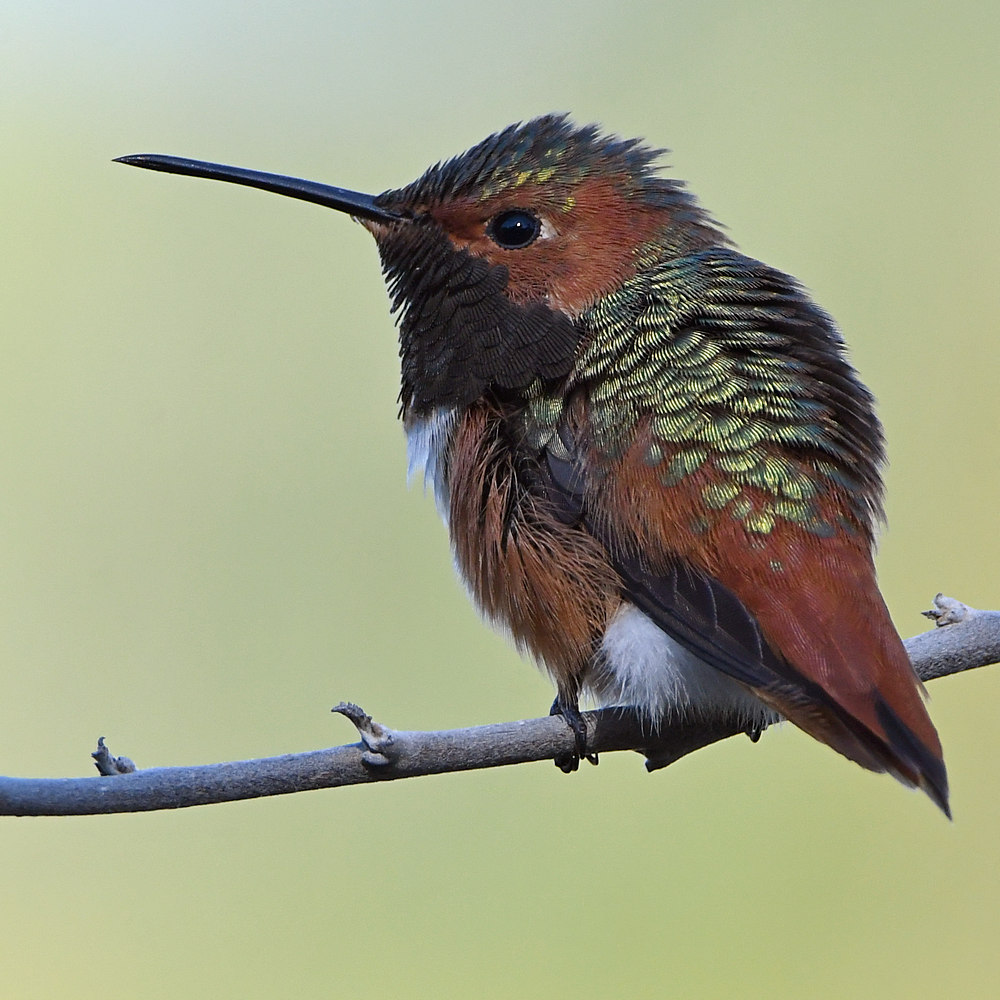 Hummer6.jpg