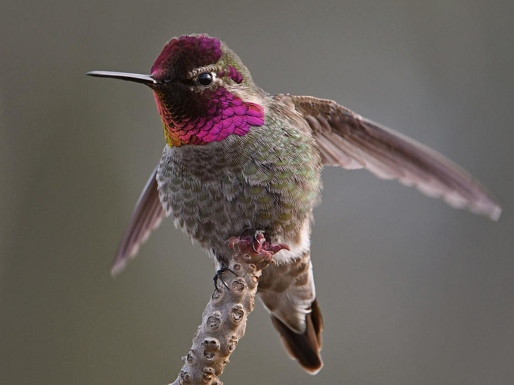 Hummer6.jpg