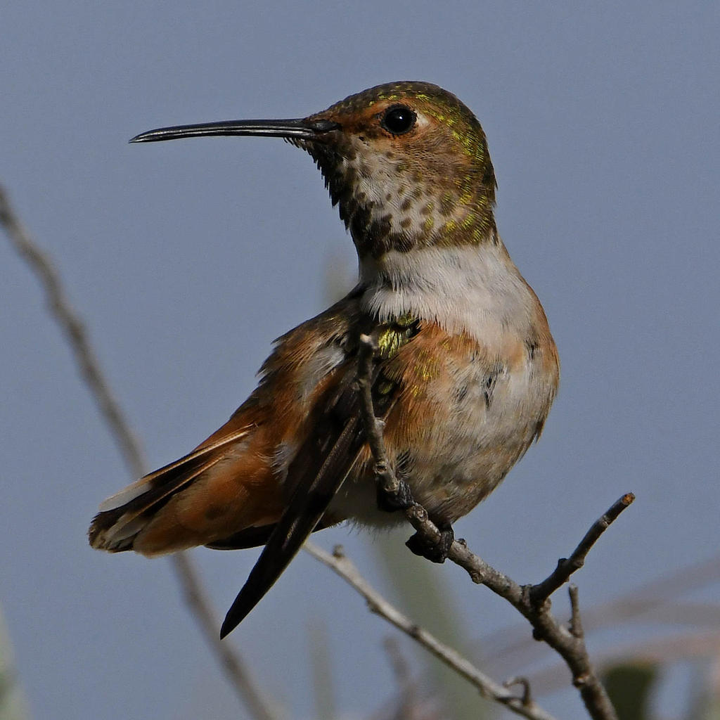 Hummer6.jpg