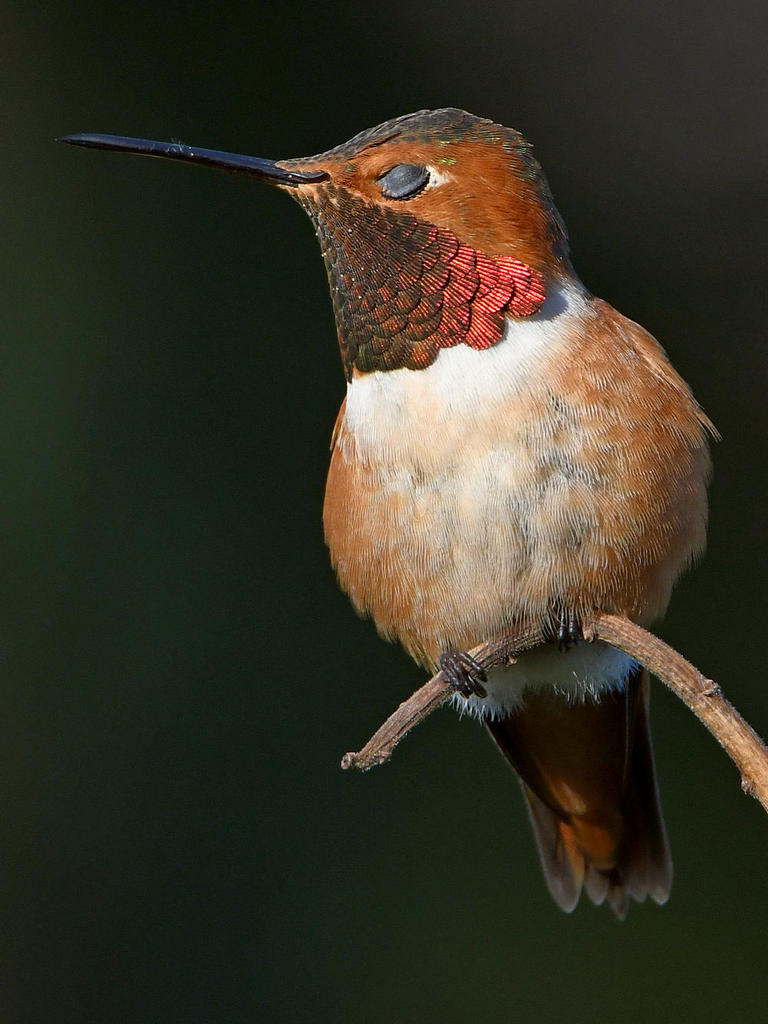 Hummer6.jpg
