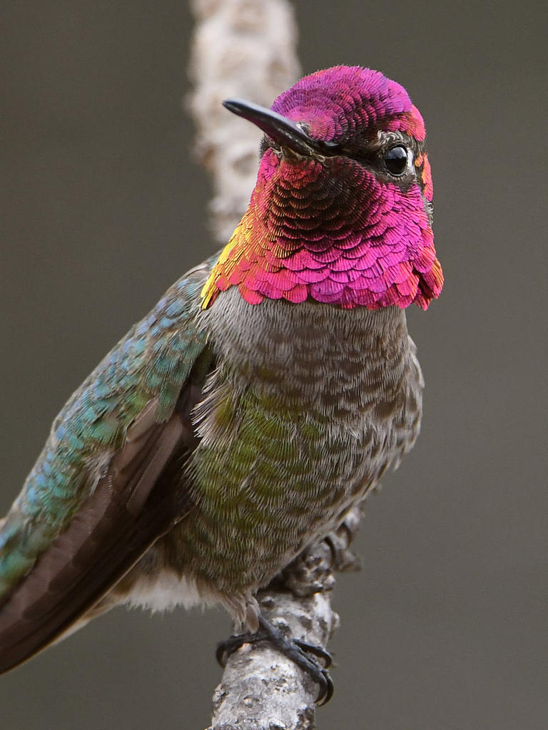 Hummer6.jpg