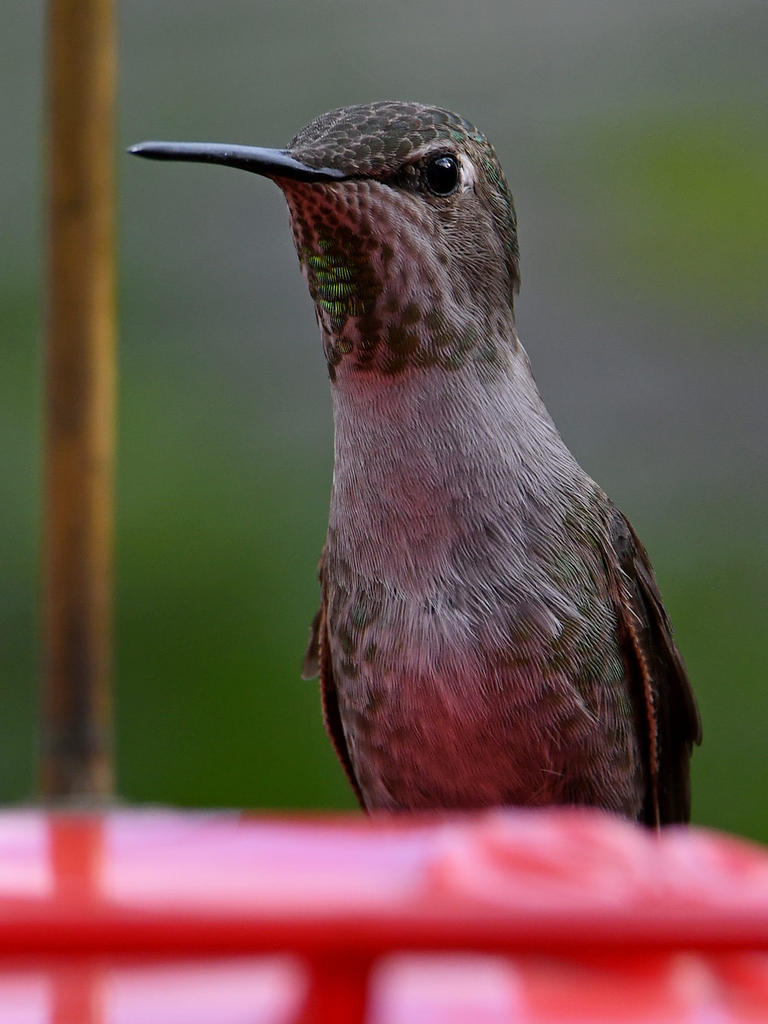 Hummer6.jpg