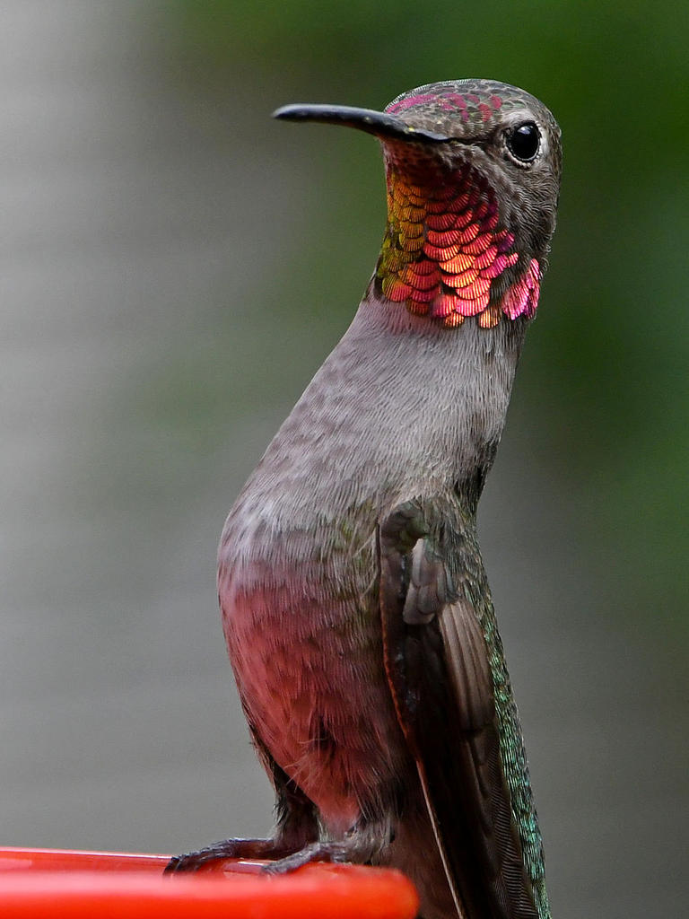 Hummer6.jpg