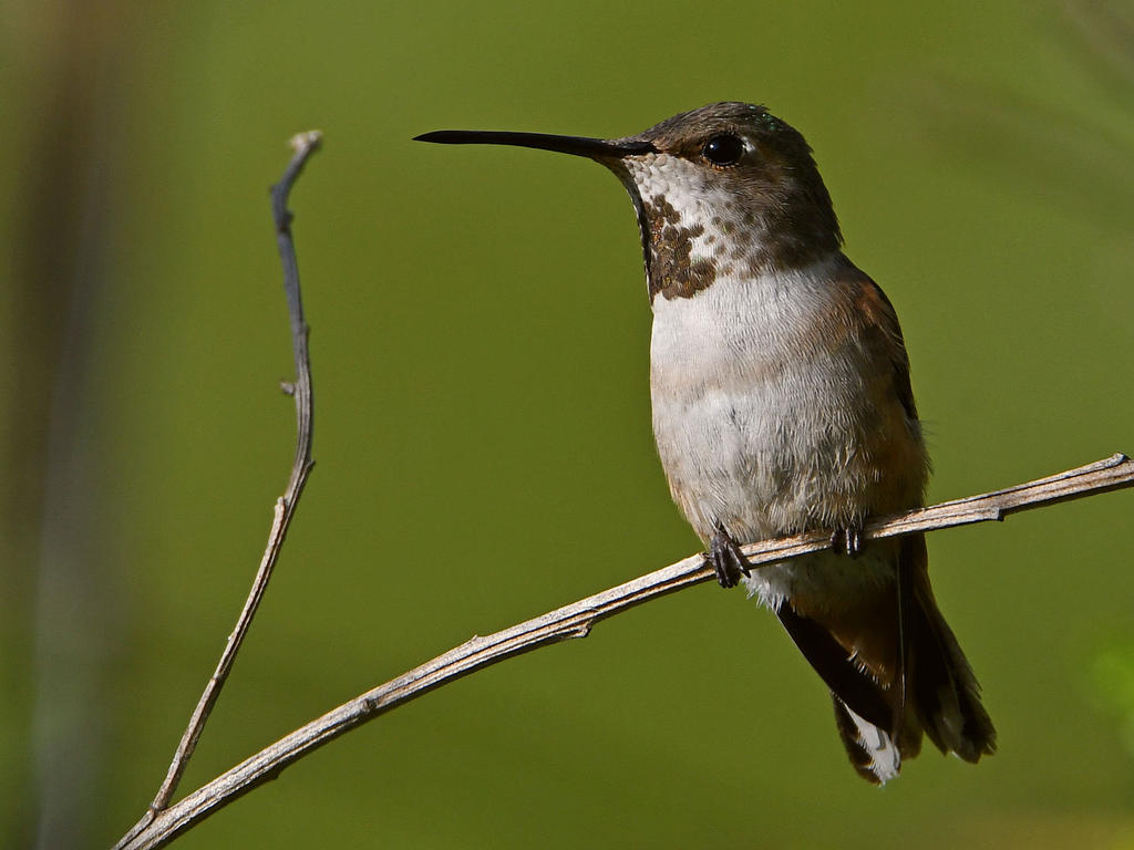 Hummer6.jpg