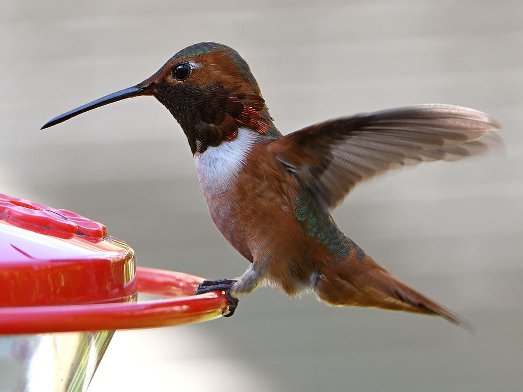 Hummer6.jpg