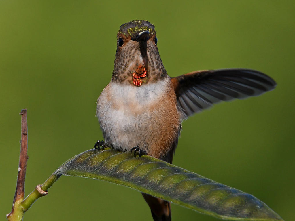 Hummer6.jpg