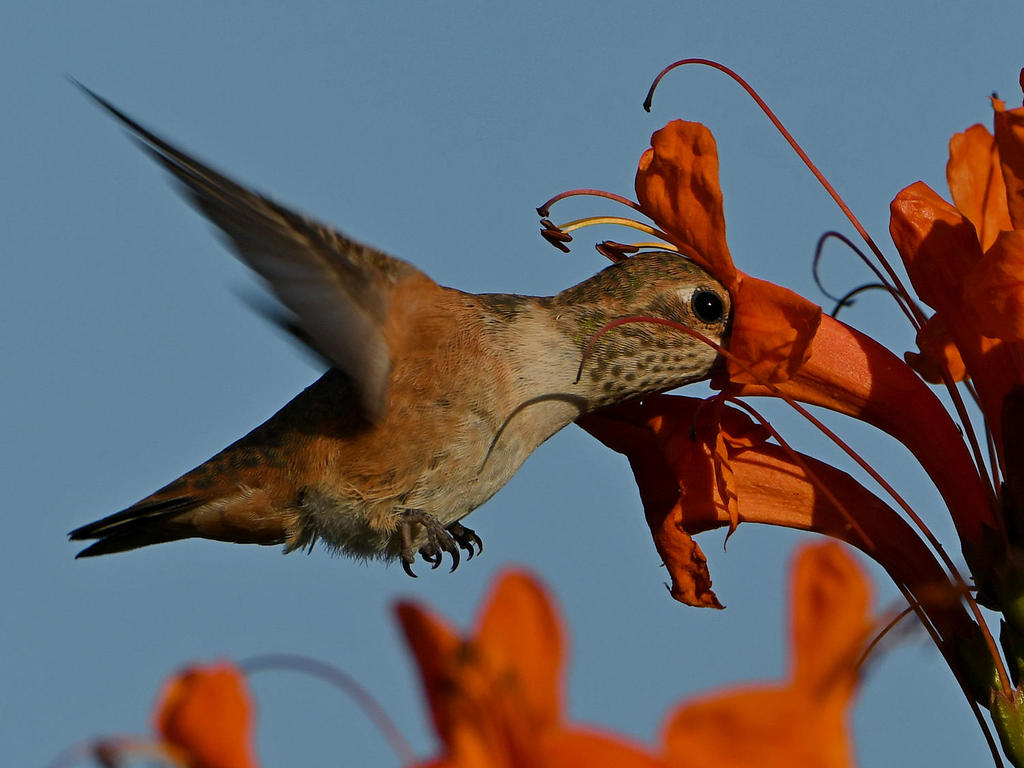 Hummer6.jpg