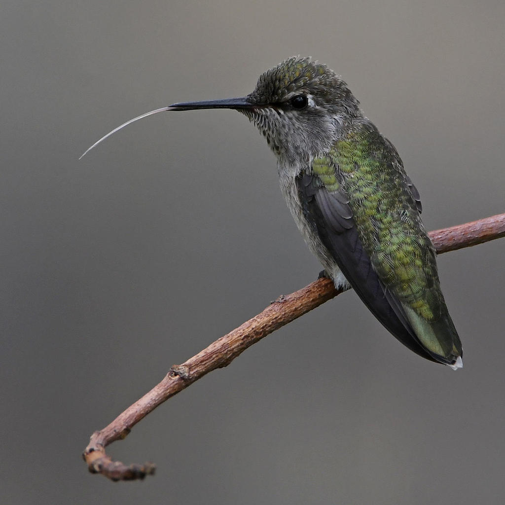 Hummer6.jpg