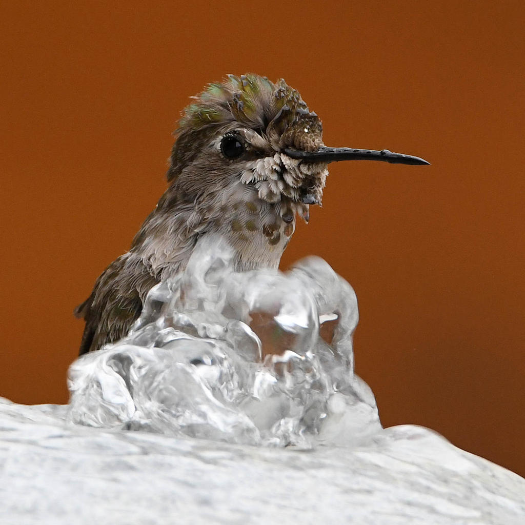 Hummer6.jpg