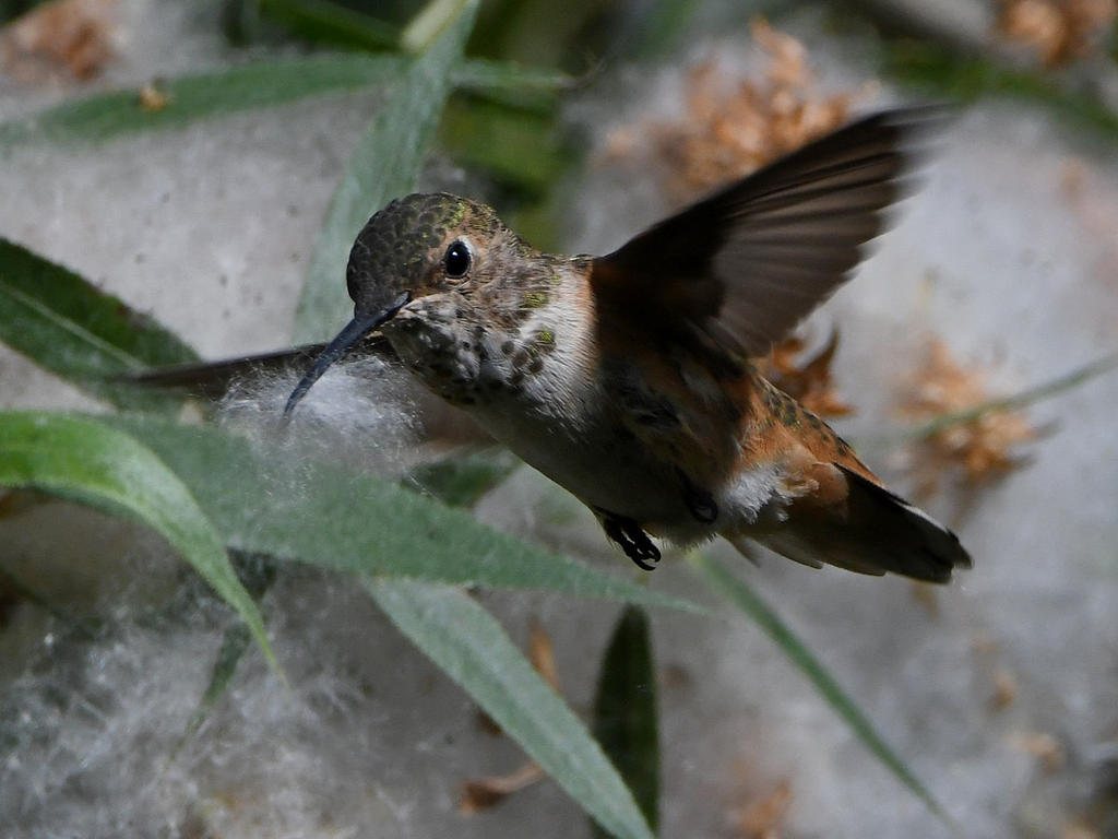 Hummer6.jpg
