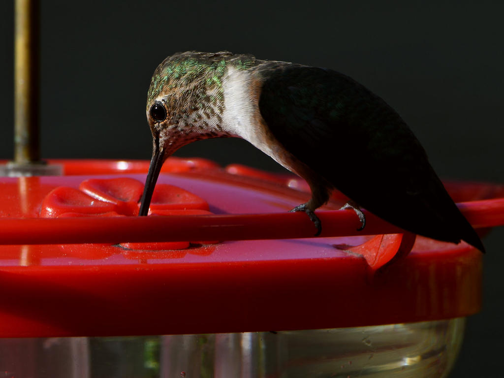 Hummer6.jpg