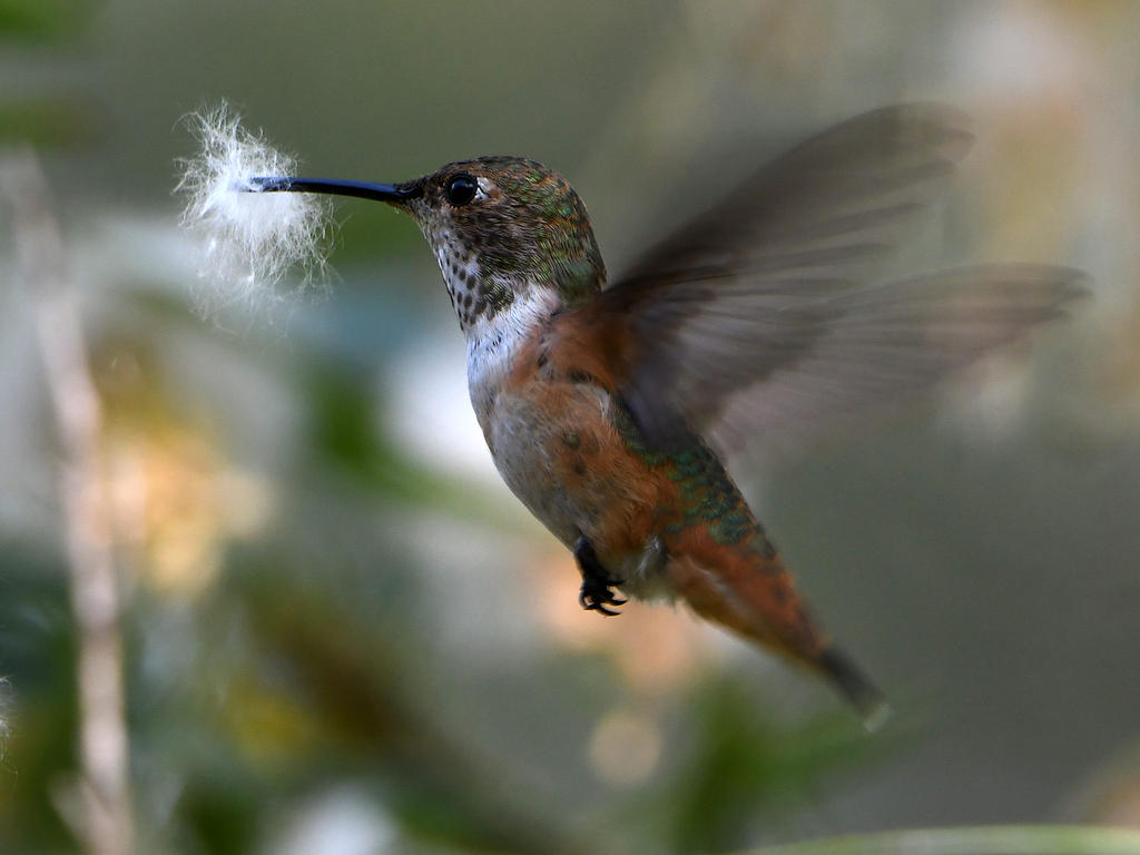 Hummer6.jpg